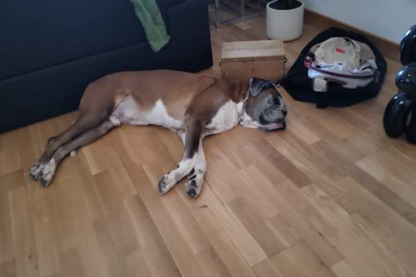House sit in Zuoz, Switzerland