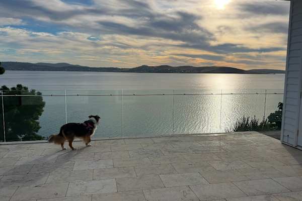 House sit in Hobart, TAS, Australia
