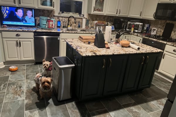 House sit in Raleigh, NC, US