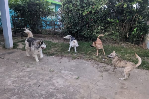 House sit in Punta Santiago, Puerto Rico