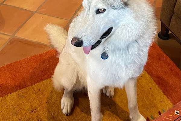 House sit in Medanales, NM, US