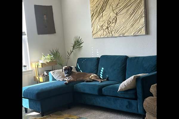 House sit in Wilmington, NC, US