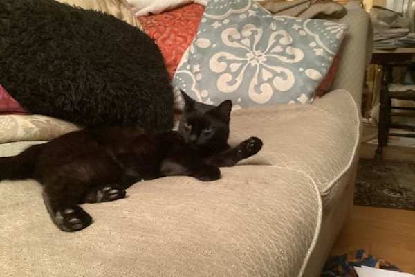 House sit in Penzance, United Kingdom