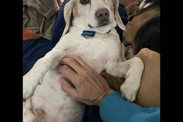 House sit in Myrtle Beach, SC, US