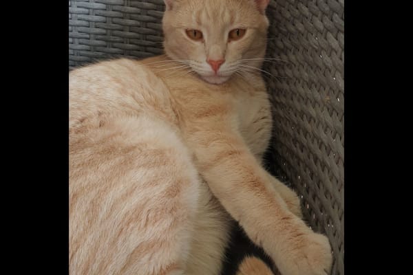 House sit in Coffs Harbour, NSW, Australia