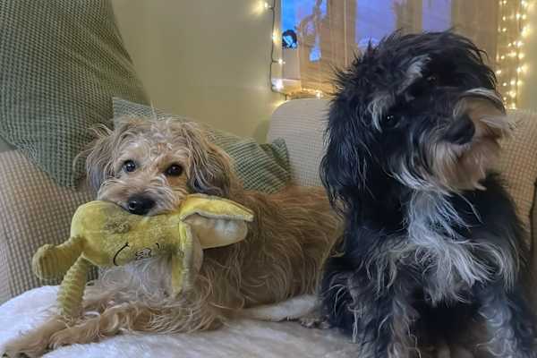 House sit in Eastleigh, United Kingdom