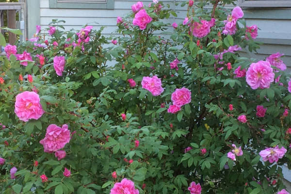 House sit in Center Belmont, ME, US