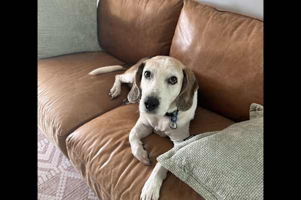 House sit in Brisbane, QLD, Australia