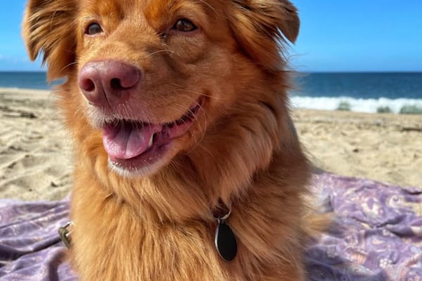 House sit in Barnstable, MA, US