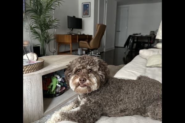 House sit in New York City, NY, US