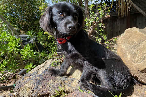 House sit in London, United Kingdom