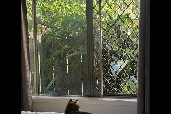 House sit in Brisbane, QLD, Australia