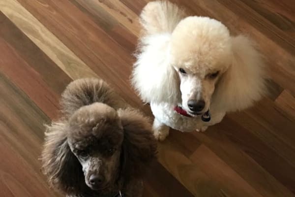 House sit in Castlemaine, VIC, Australia