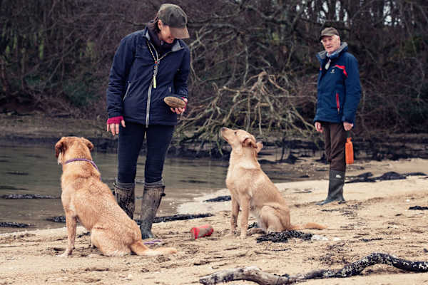 House sit in Truro, United Kingdom