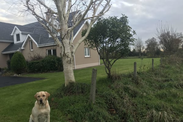 House sit in Castleconnell, Ireland