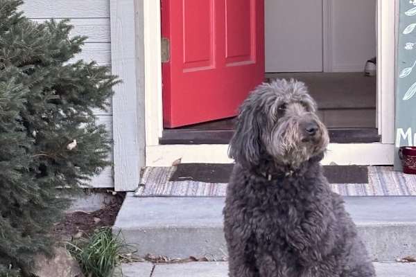 House sit in Boise, ID, US