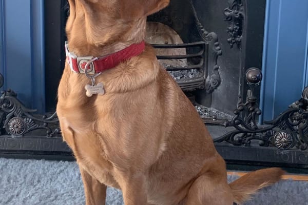 House sit in Aldeburgh, United Kingdom