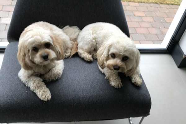 House sit in Gold Coast, QLD, Australia