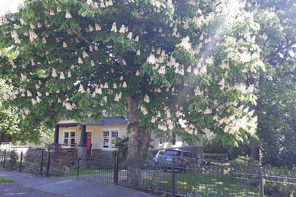 House sit in Duncan, BC, Canada