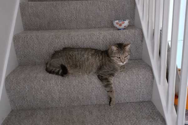 House sit in East Cowes, United Kingdom