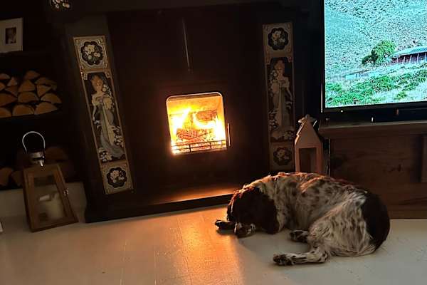 House sit in Dartford, United Kingdom