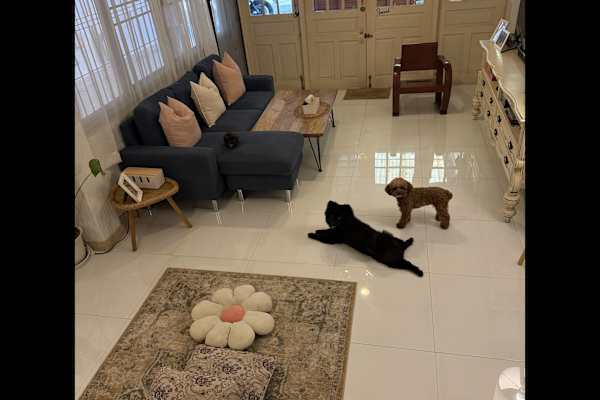 House sit in Bangkok, Thailand