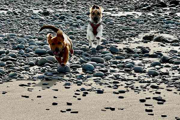 House sit in East Aberthaw, United Kingdom
