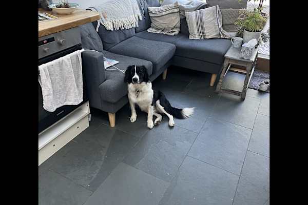 House sit in Exeter, United Kingdom