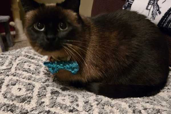 House sit in West Seattle, WA, US