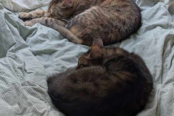 House sit in Brandenburg an der Havel, Germany