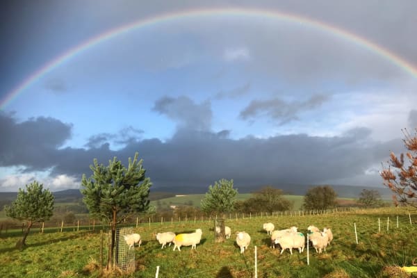 House sit in Penrith, United Kingdom