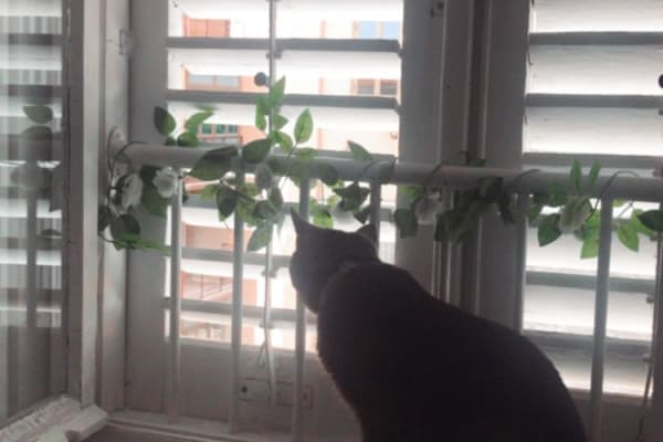 House sit in Trieste, Italy