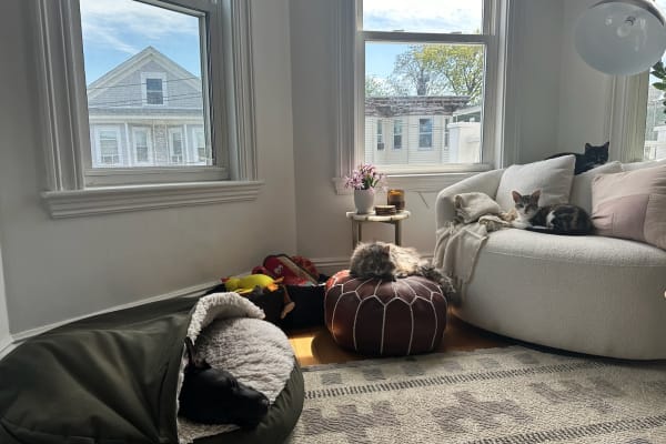 House sit in Boston, MA, US