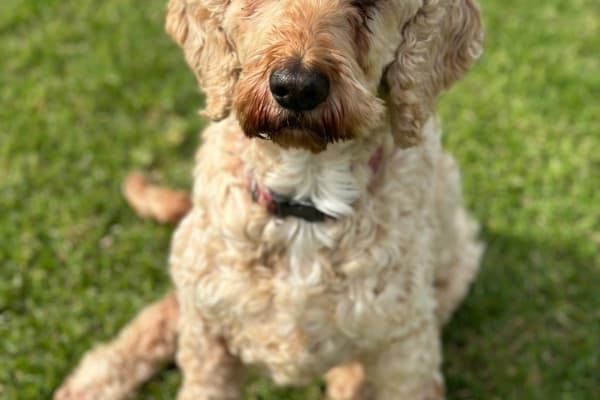 House sit in Nethercote, NSW, Australia