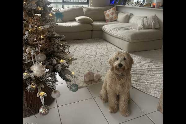 House sit in Sunshine Coast, QLD, Australia