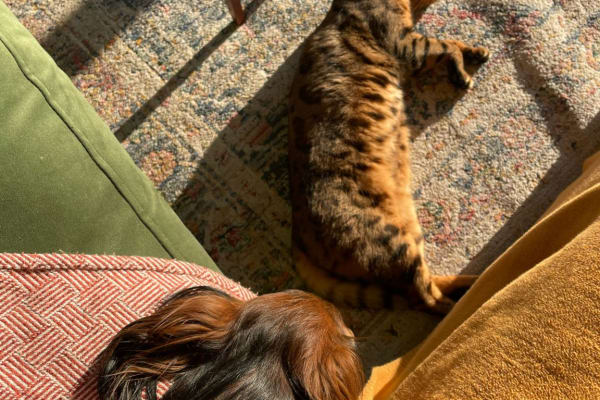 House sit in Cheltenham, United Kingdom