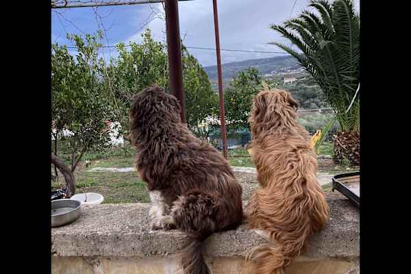 House sit in Kalýves, Greece