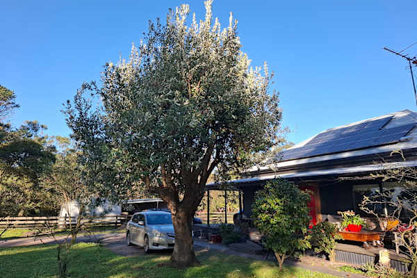 House sit in Winchelsea, VIC, Australia