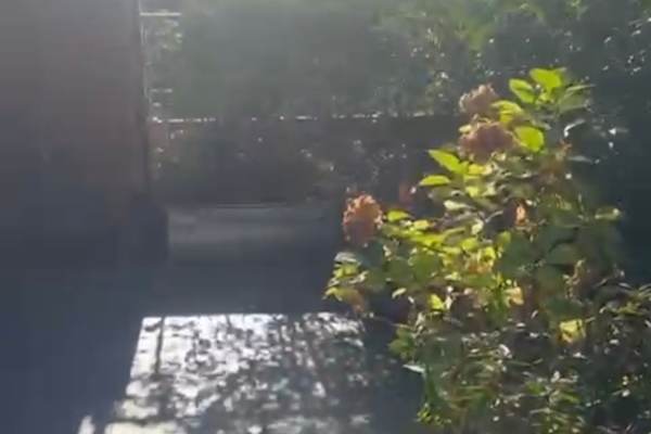 House sit in Weybridge, United Kingdom