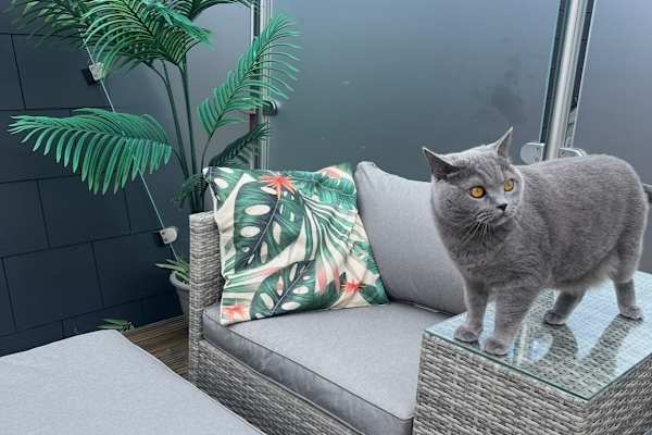 House sit in London, United Kingdom