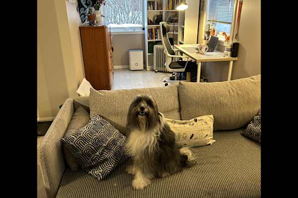 House sit in Oslo, Norway