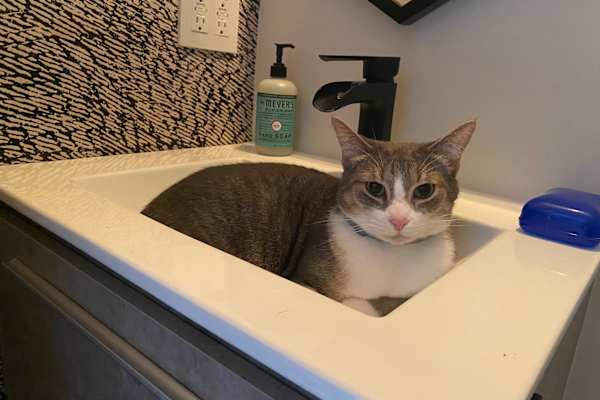 House sit in Oceanside, CA, US