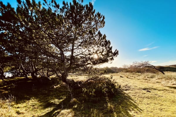 House sit in Formby, United Kingdom