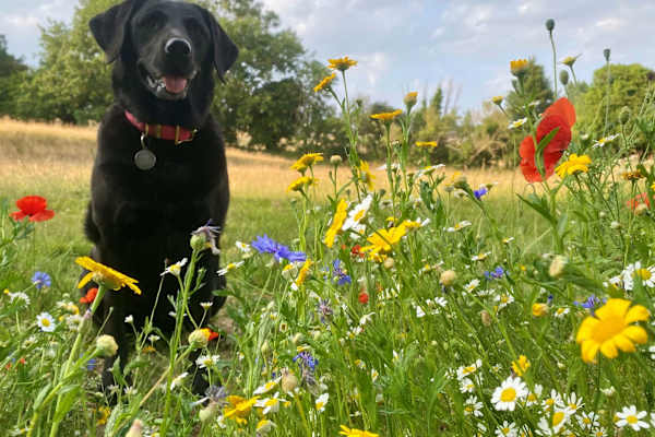 House sit in Chapmanslade, United Kingdom