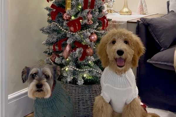 House sit in London, United Kingdom