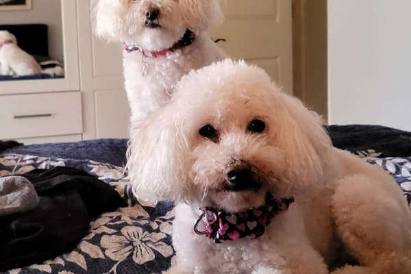 House sit in Kirkland, WA, US