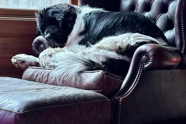 House sit in Polson, MT, US