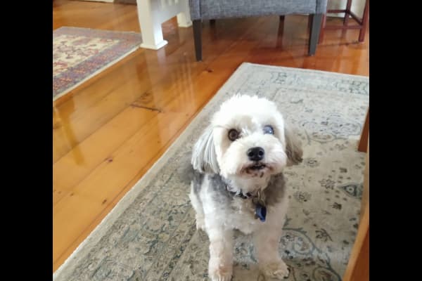 House sit in Brisbane, QLD, Australia