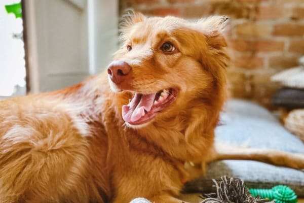 House sit in Barcelona, Spain