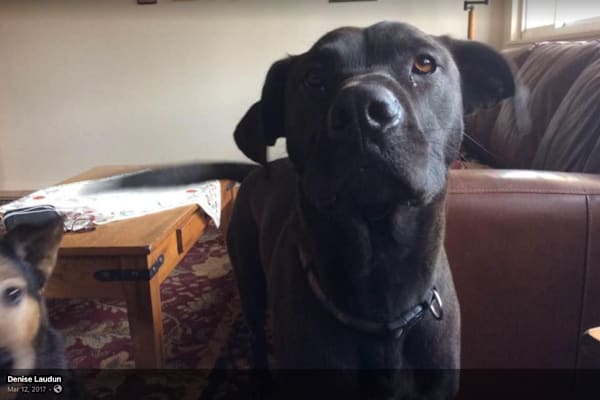 House sit in Albuquerque, NM, US